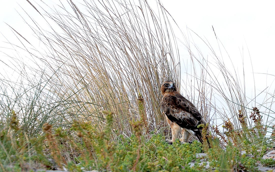 The small Little Eagle perched on the ground in the grasses.