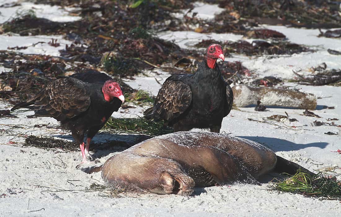 Shows Turkey Vultures feeding  on carrion. 