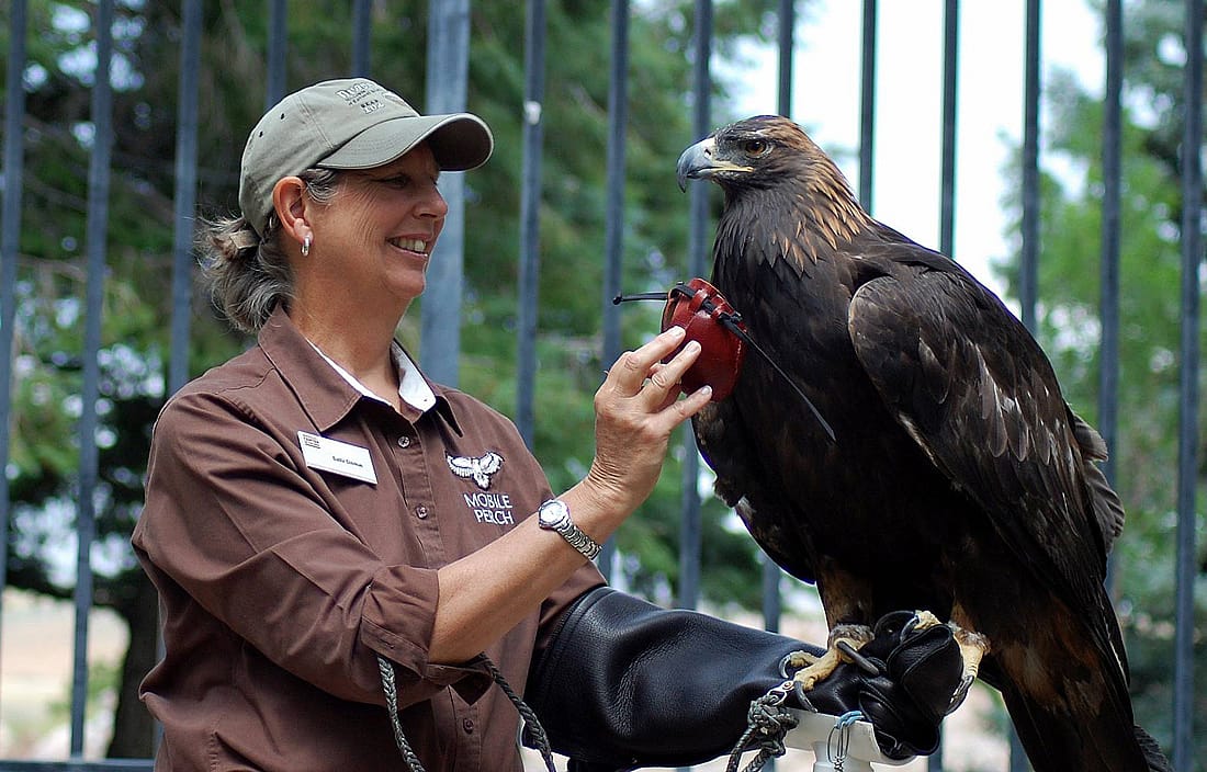 Handler Sally Disque with the DMRE's Golden Eagle, Kateri, on her glove during a program.