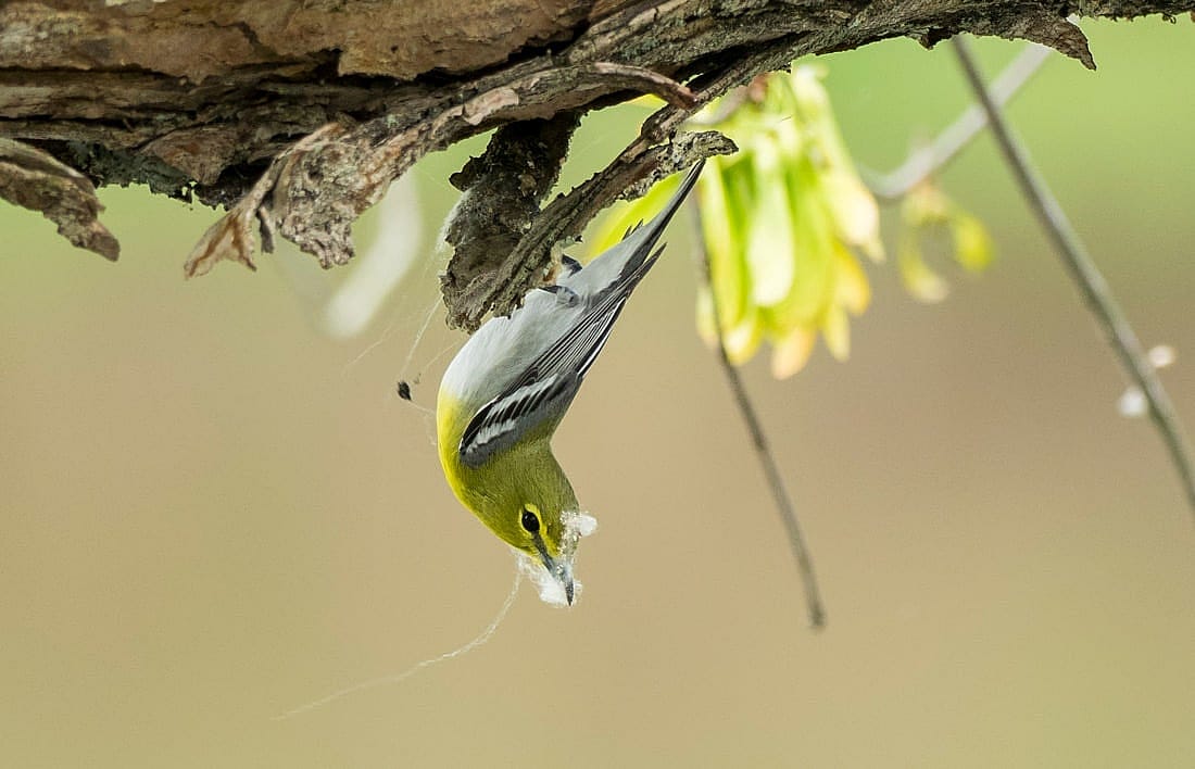 A Yellow Throated Vireo hanging upside down with spider silk on its fact to illustrate a bird collecting silk from a spider web.