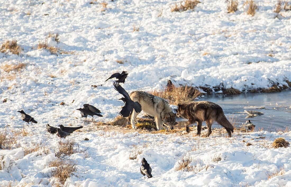 Photo from Blacktail Pond in Yellowstone National Park showing two wolves feeding with 8 ravens nearby illustrating a relationship.