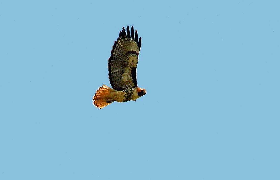 This Red-tail has the dash, comma markings on the wings, and has also maintained light banding on its red tail.