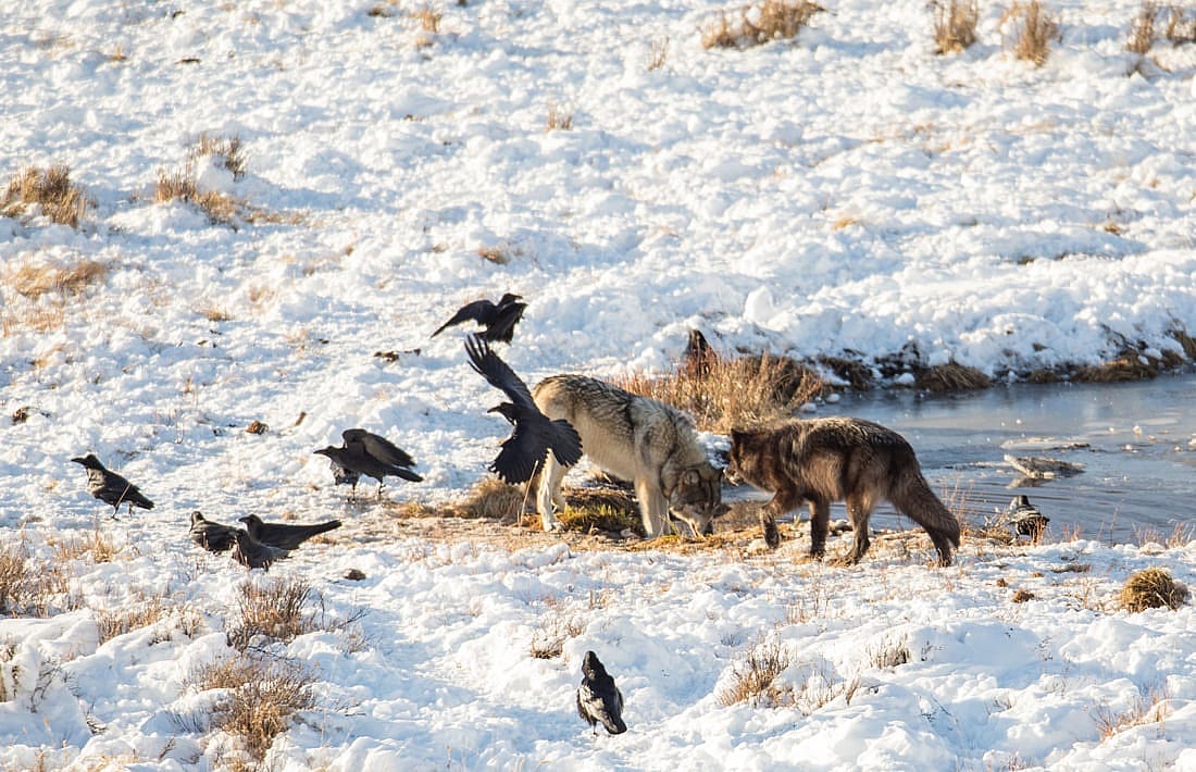 Photo from Blacktail Pond in Yellowstone National Park showing two wolves feeding with 8 ravens nearby illustrating a relationship.