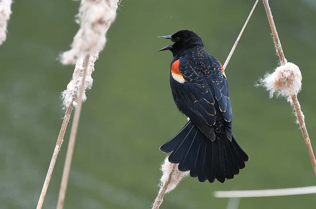 A Red-winged Blackbird perched on an old cattail reed, mouth open and tail spread to illustrate a Red-wing calling.