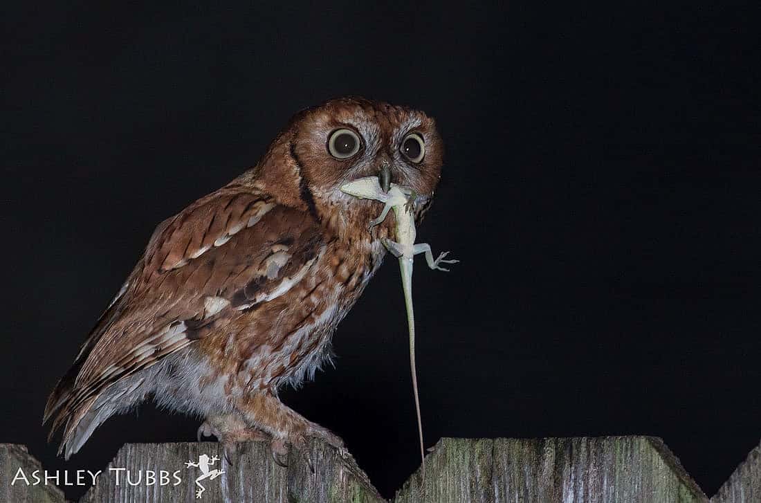 A Screech Owl With a Lizard in Its Mouth