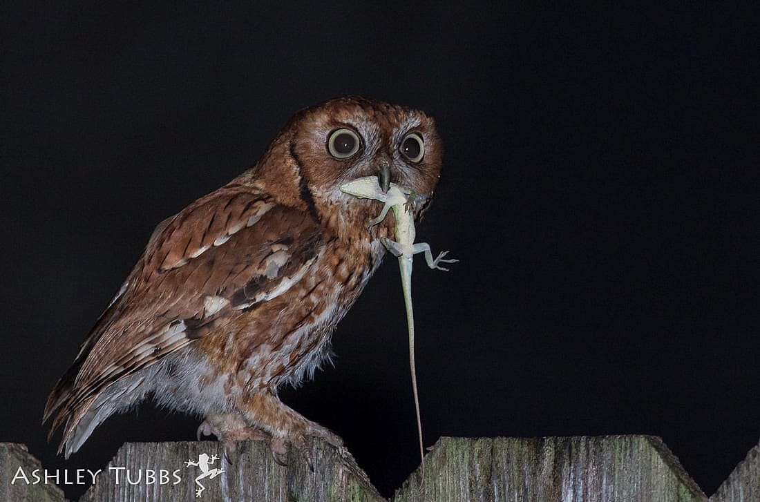 A Screech Owl With a Lizard in Its Mouth