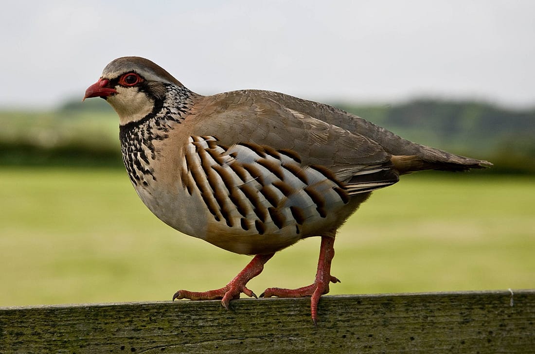 A Red-legged Partridge illustratng the first bird given in the song.
