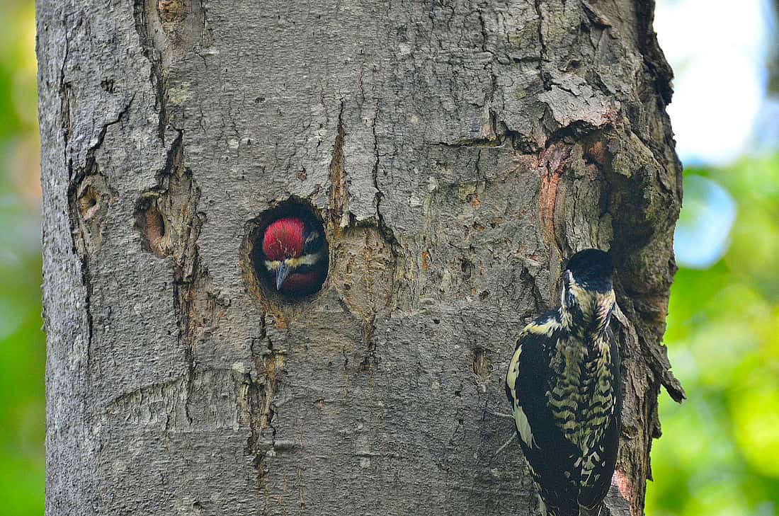 The photo illustrates a nesting hole with a male's head looking outward. 