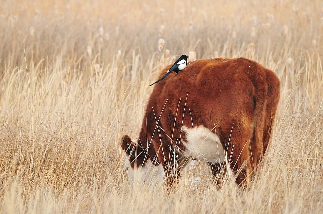 A cow grazing in a field with a black-billed magpie on its back to demonstrates an often seen behavior of magpies picking ticks off of large animals backs