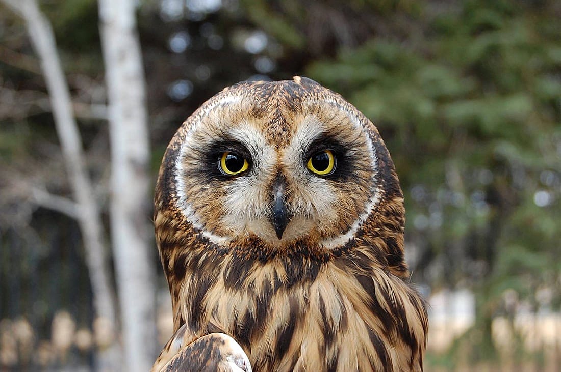 A Short-eared Owl