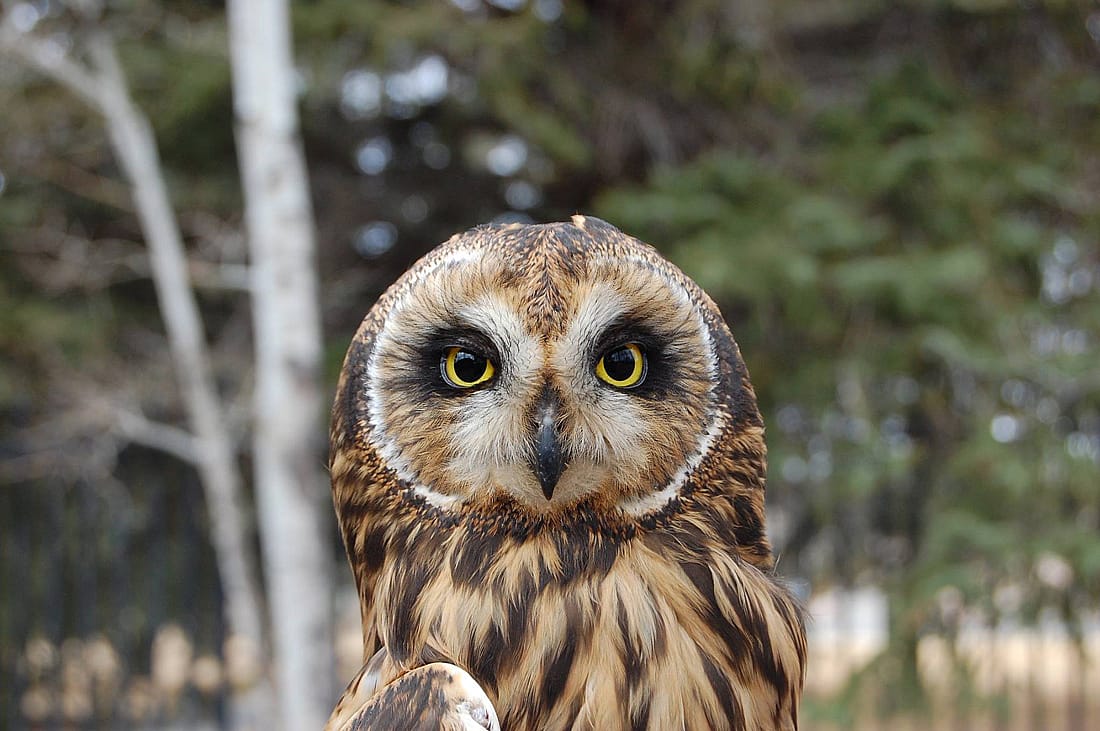 A head shot of the Draper Museum Raptor Experience's Short-eared Owl to demonstrate an owl that caches.