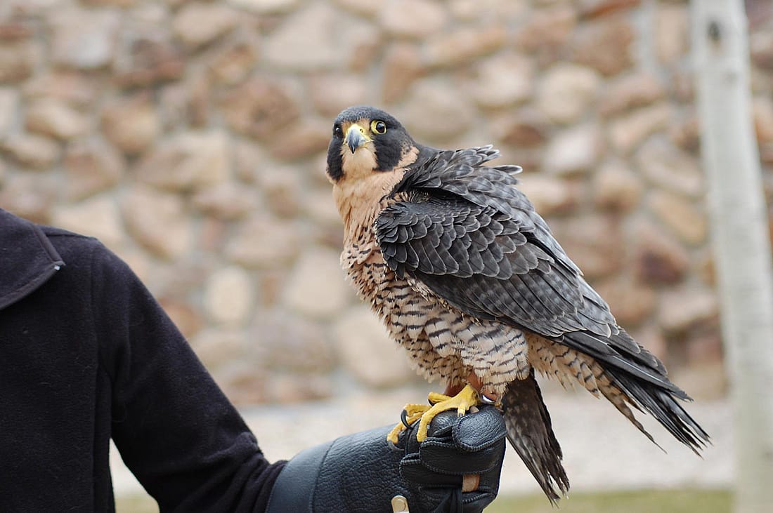 Peregrine falcon beginning to raise her feathers in a rouse. This demonstrates that the bird is feeling calm.
