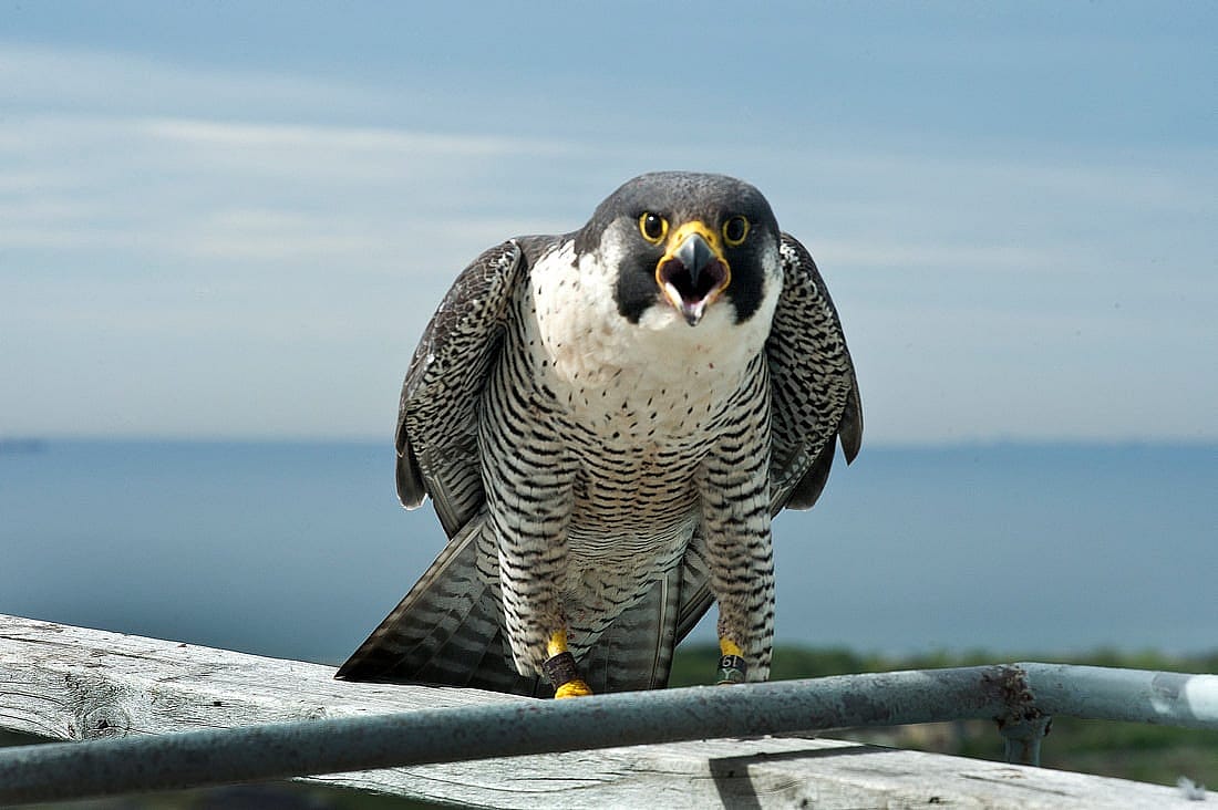 Peregrine falcon parent standing on Marine Parkway Bridge.