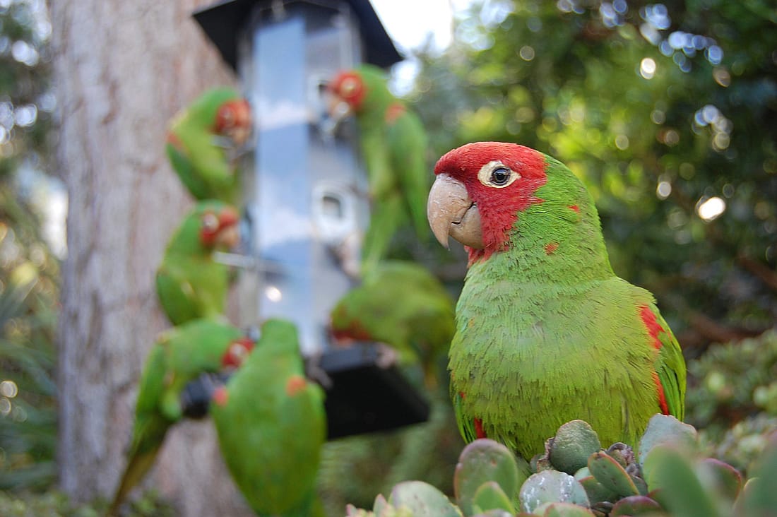 A photo of a parrot perched in a tree to demonstrate the tomial tooth.