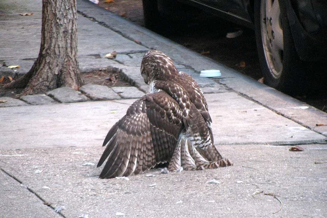 Immature Red-tailed Hawk, with a kill in front of an apartment building on East 11th Street, New York City. 