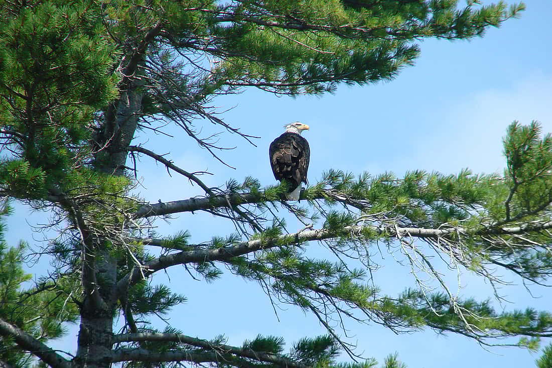 Bald Eagle In a White Pine Tree