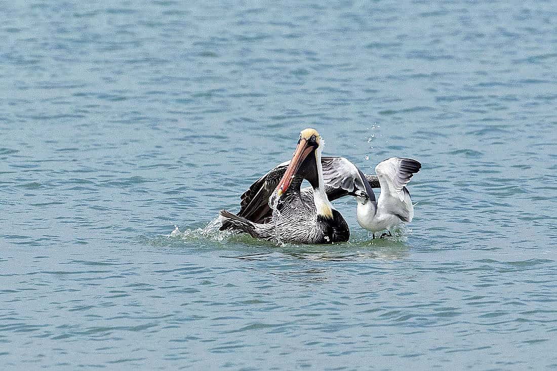 Tern Trying to Steal a Catch from a Brown Pelkcan