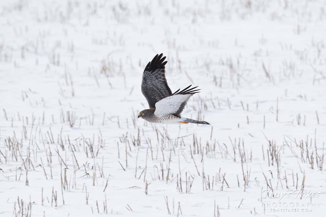 A photo of a male Northern Harrier illustrating why they may be called The  Gray Ghost.