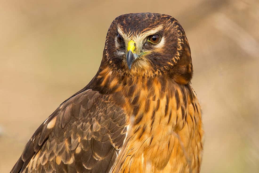 Head shot of a juvenile female Northern Harrier.