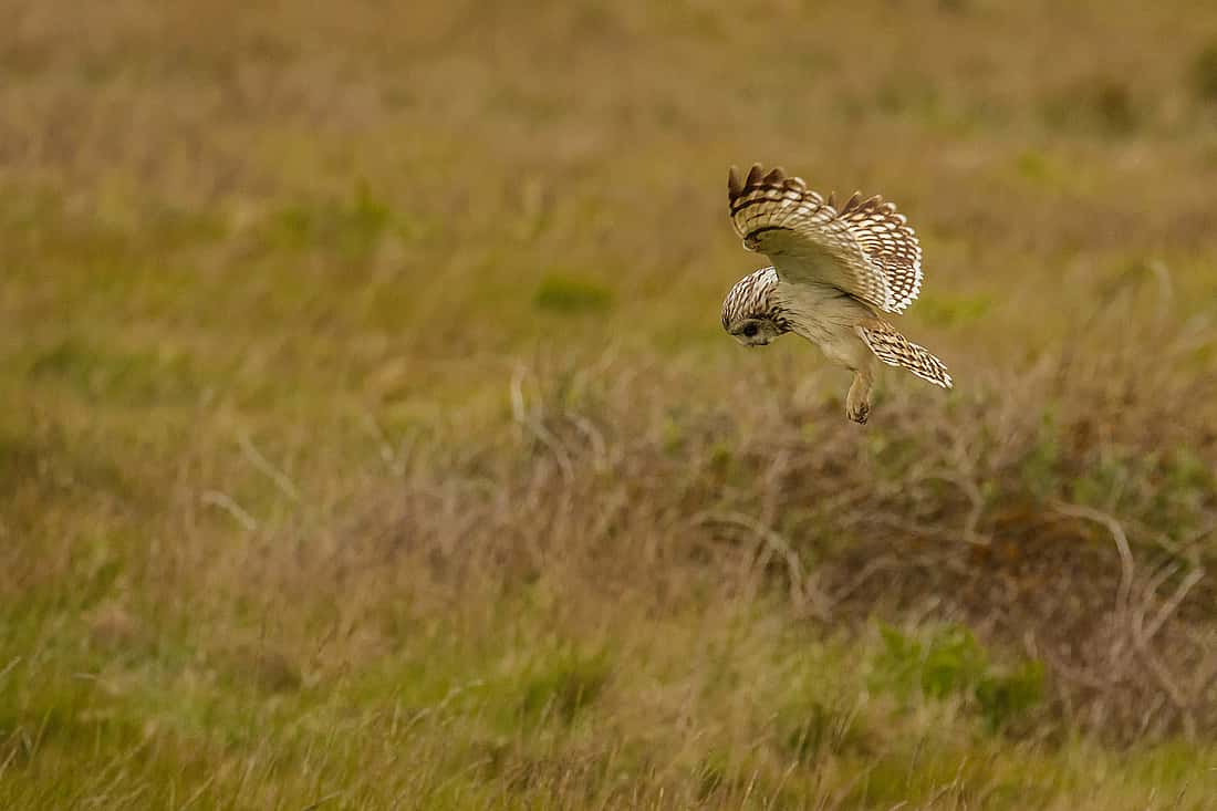Demonstrating how a Short-eared Owl hunts over grassland.