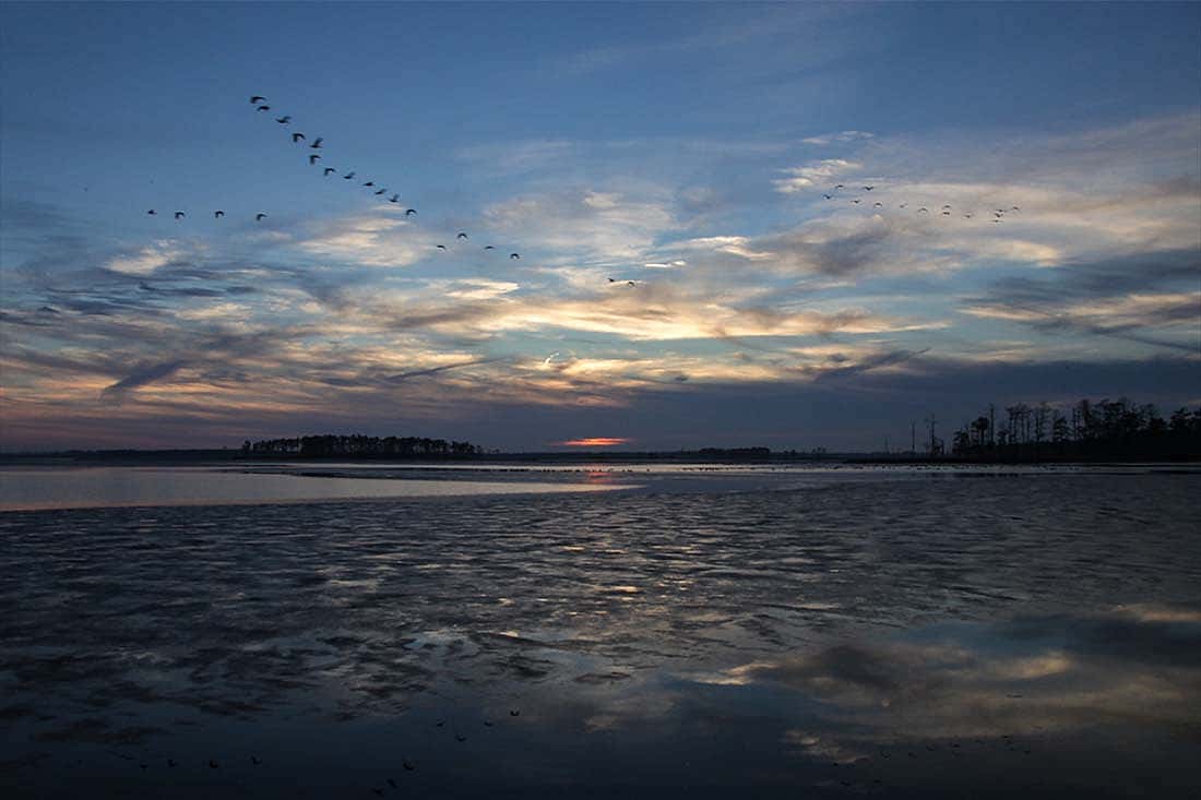 Evening scene with geese in a V-formation passing over a bay in the Blackwater National Wildlife Refuge, Dorchester County, MD.
