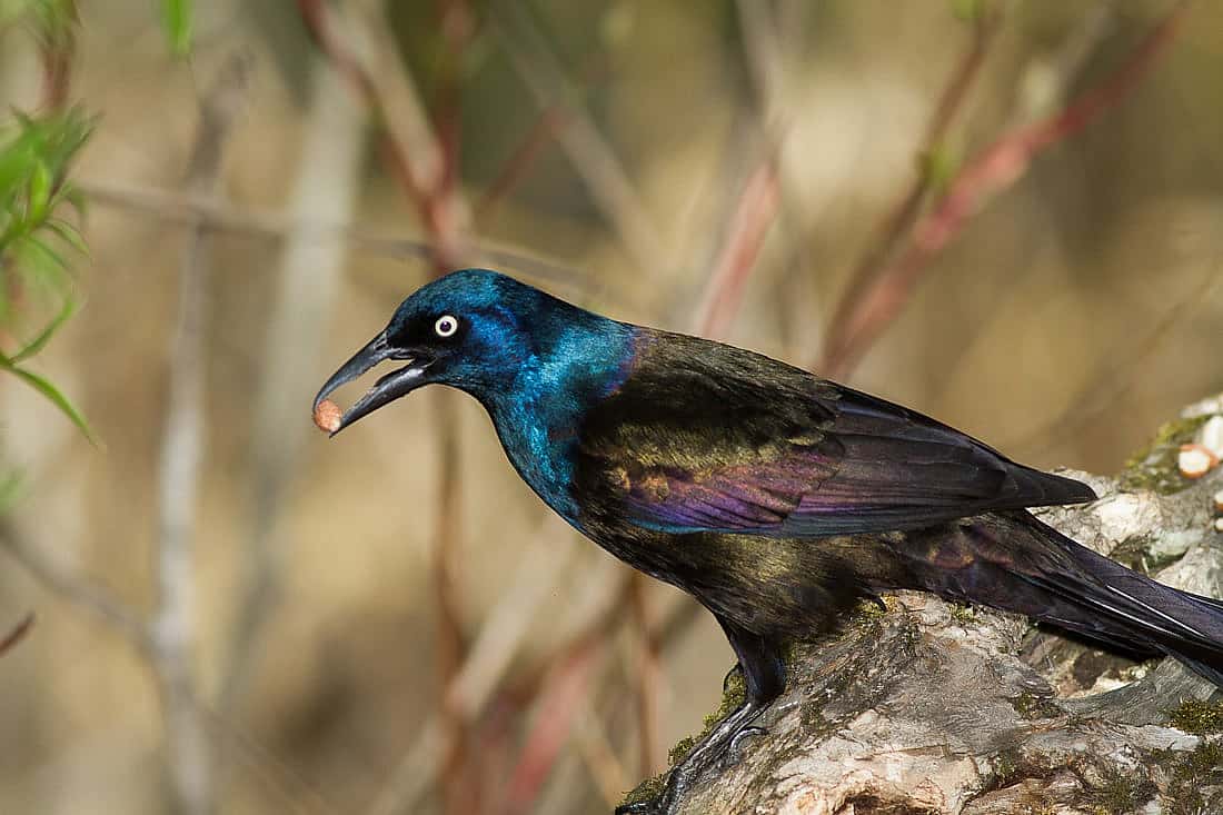 Grackles can be aattractiv3 birds as seen in this photo with its iridescent colors. 