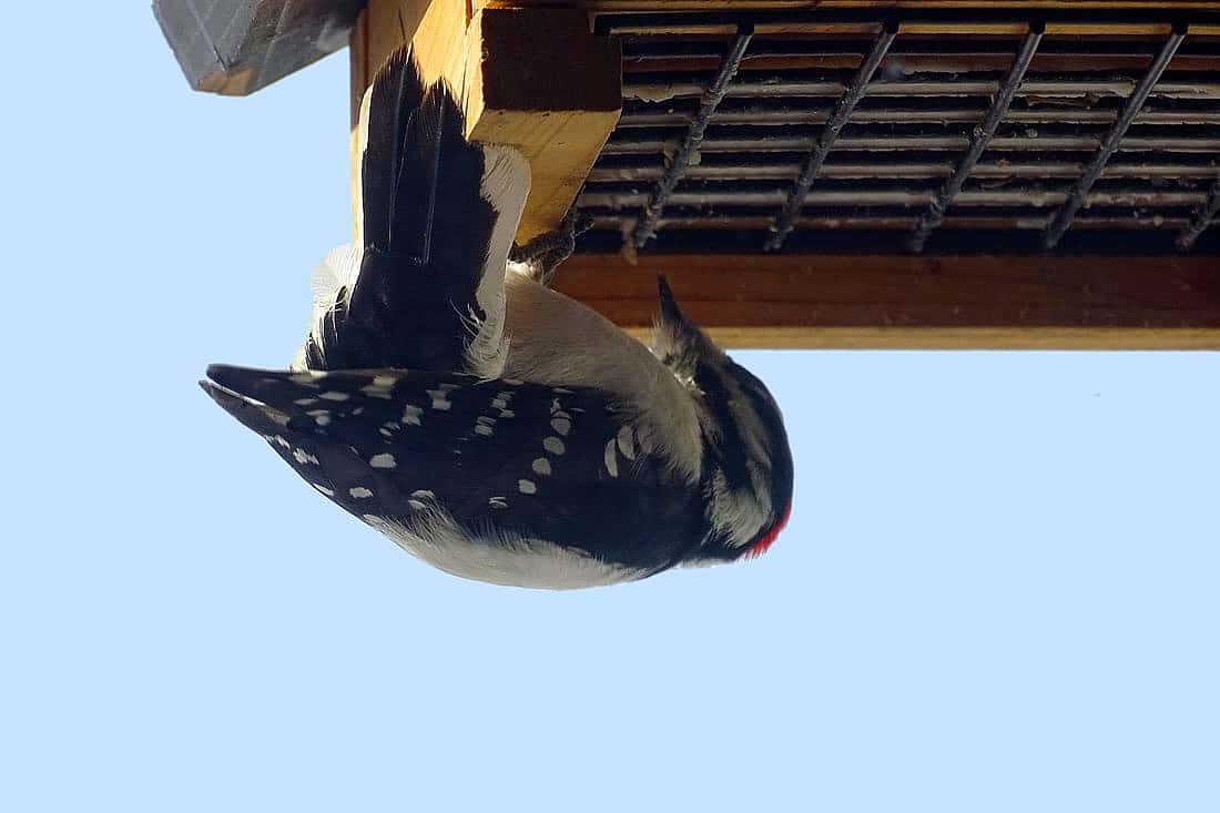 This photo illustrates how woodpeckers will come to home feeders, as well as how spots on the male woodpecker's tail are not always visible. 