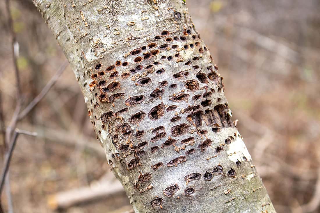 The image illustrates rows of drilled holes circling the tree. 
