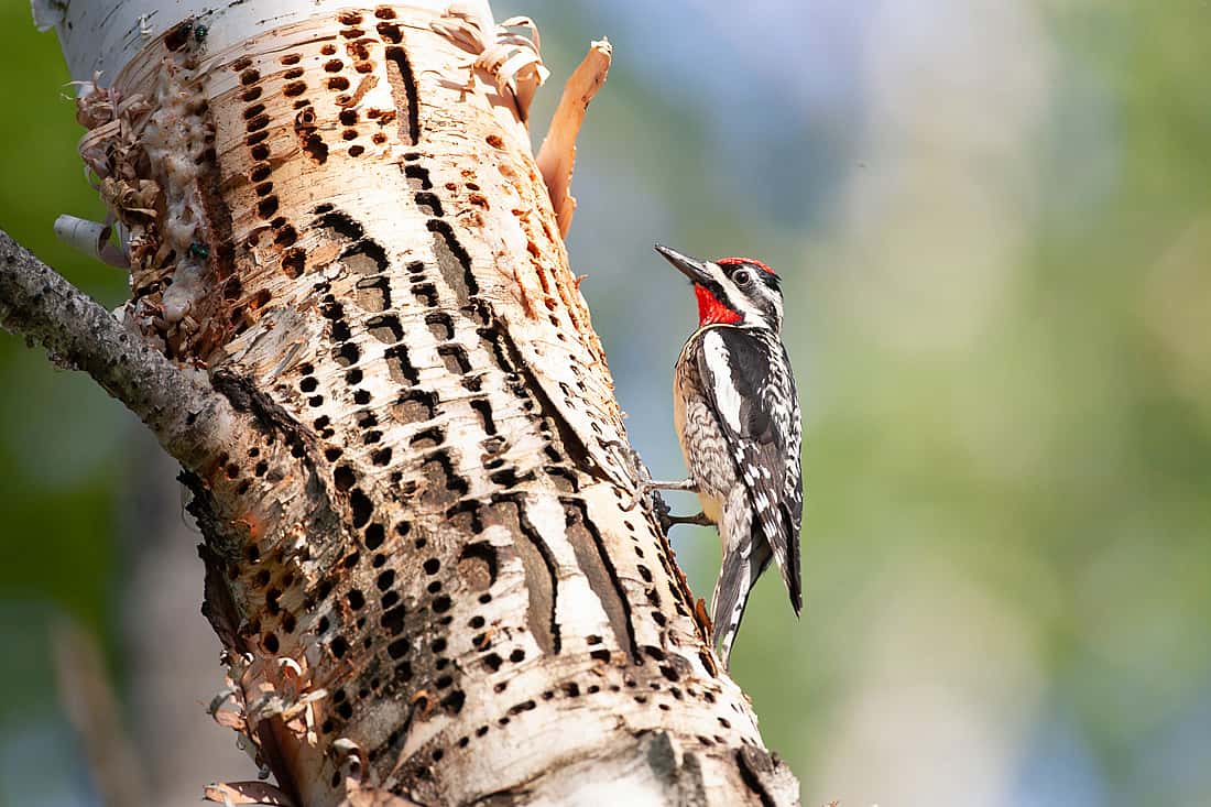 The photo illustrates a male Yellow-bellied Sapsucker on the side of a tree with many holes he has drilled which girdle the tree. 
