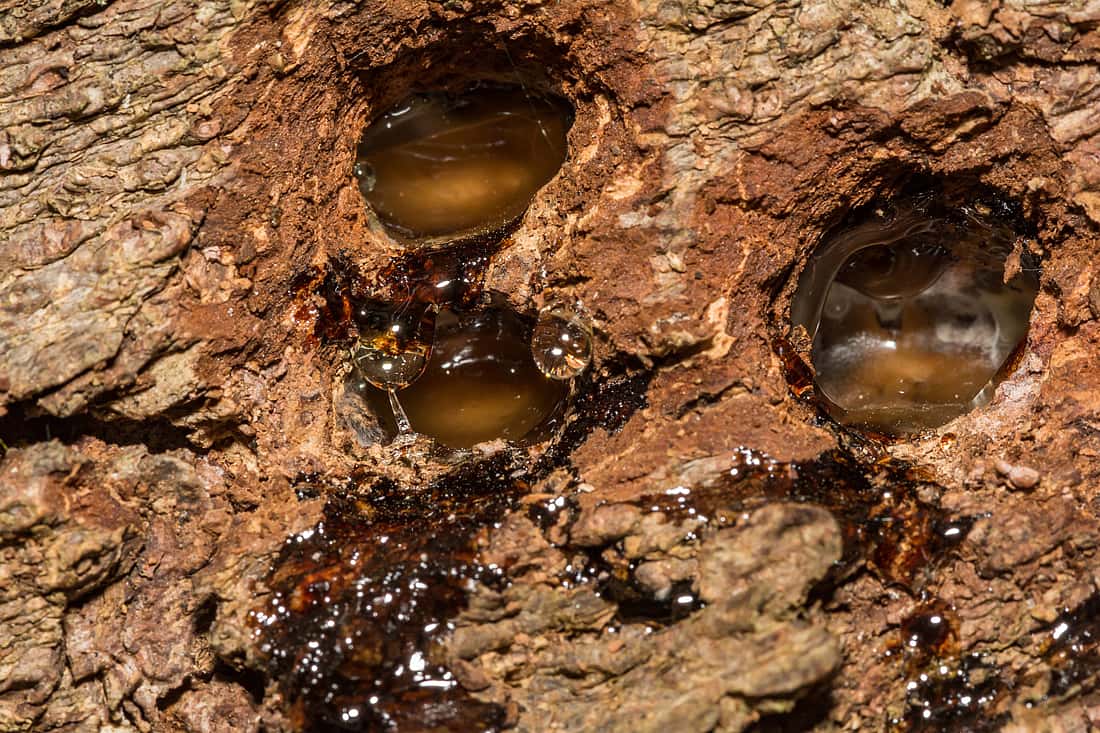 The image illustrates what sap well are like.  It shows three holes with sap oozing out. 