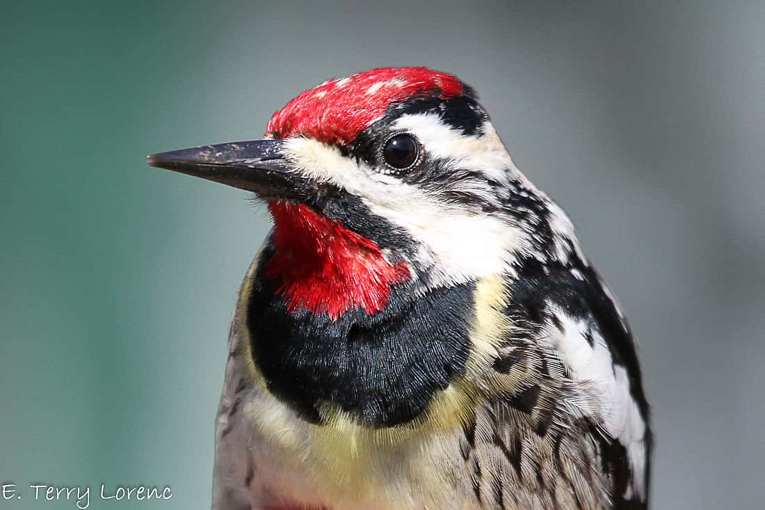 This is a head shot of a male Yellow-Bellied Sapsucker showing it's red throat. 
