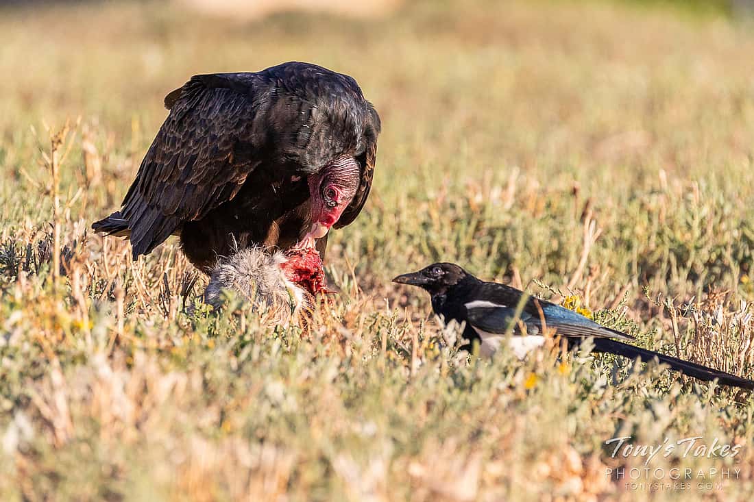 Turkey Vulture feeding on the ground with a Magpie near by hoping to share in the meal. 
