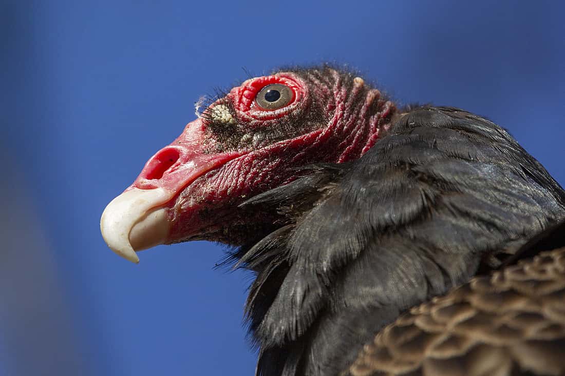 A head shot of a Turkey Vulture to show the bone structure covering the nostrils. 
