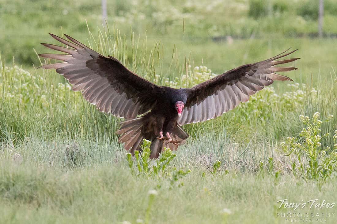 Demonstrating a Turkey Vulture landing. 