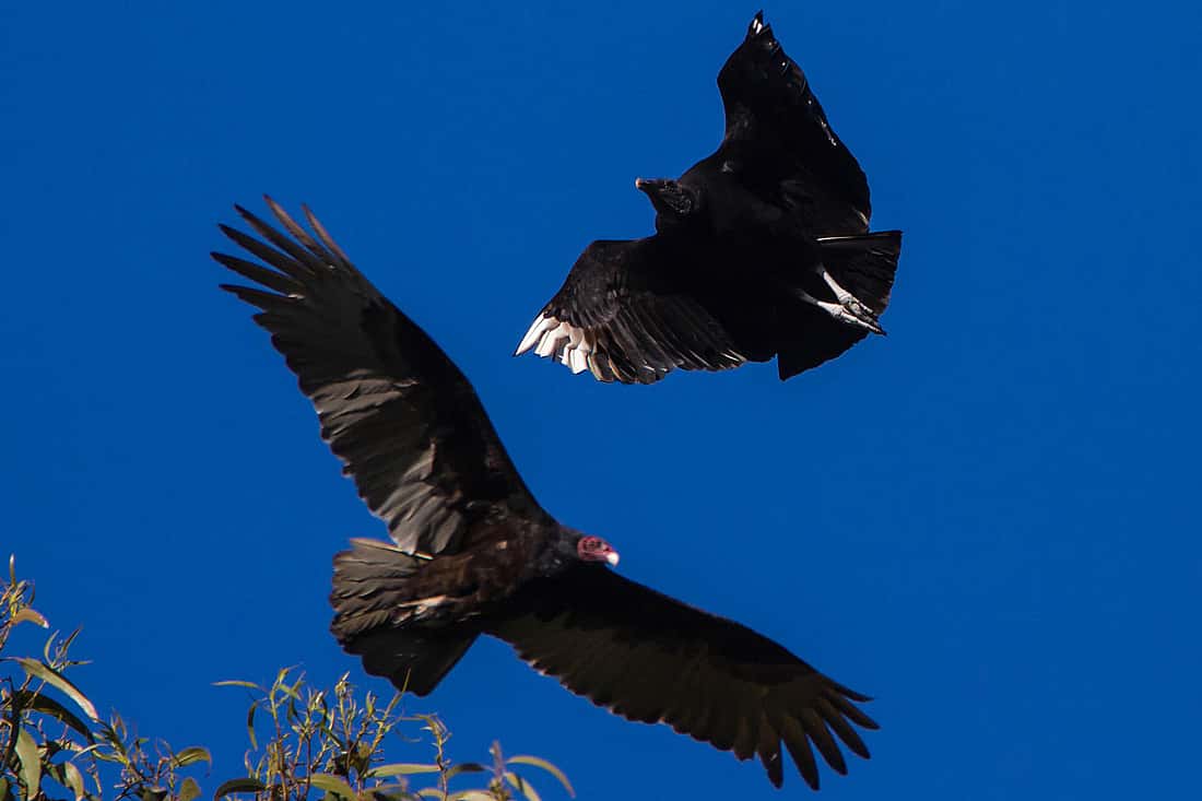 Photo of a Turkey Vulture and Black Vulture coming into a landing. It demonstrates how Black Vultures will follow Turkey Vultures. 