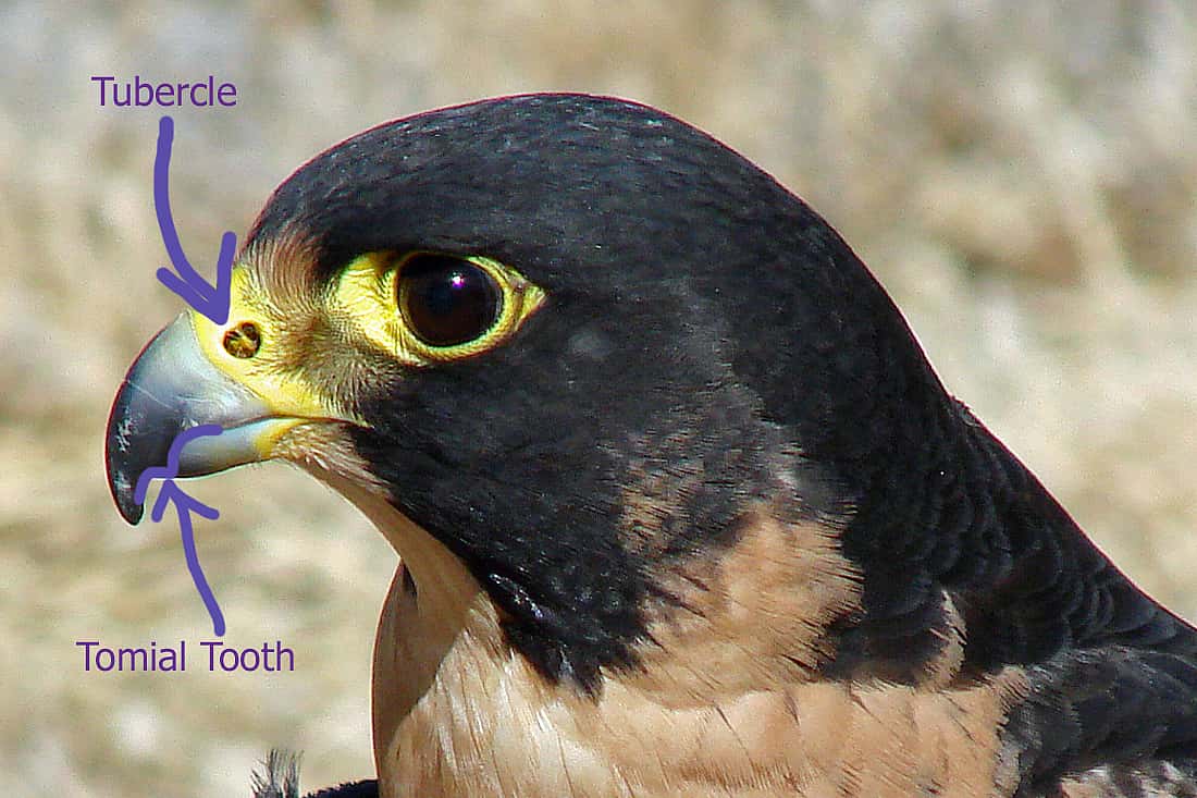 Photo illustrates the tubercle and tomial tooth that is written about in this block.  
