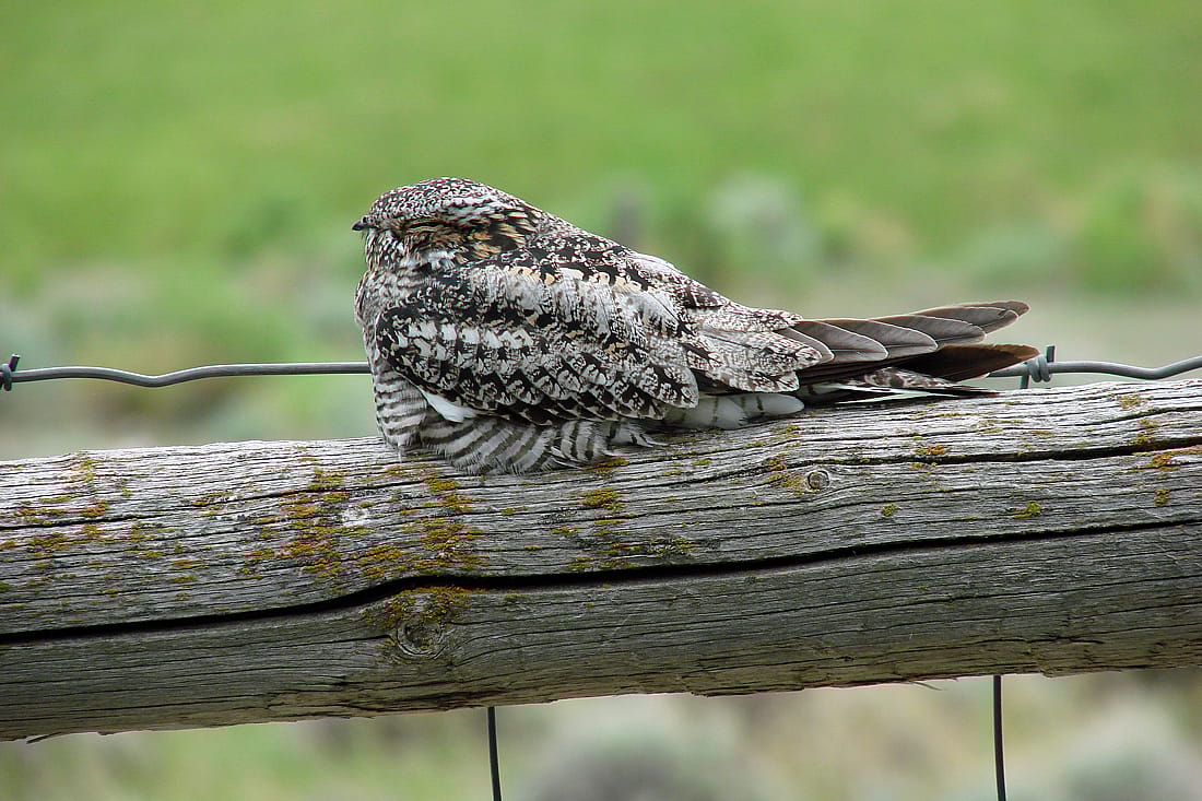 Photo to show an example of a Nighthawk sleeping during the day.
Bird is resting on a fence post that it's feathers blend in with.