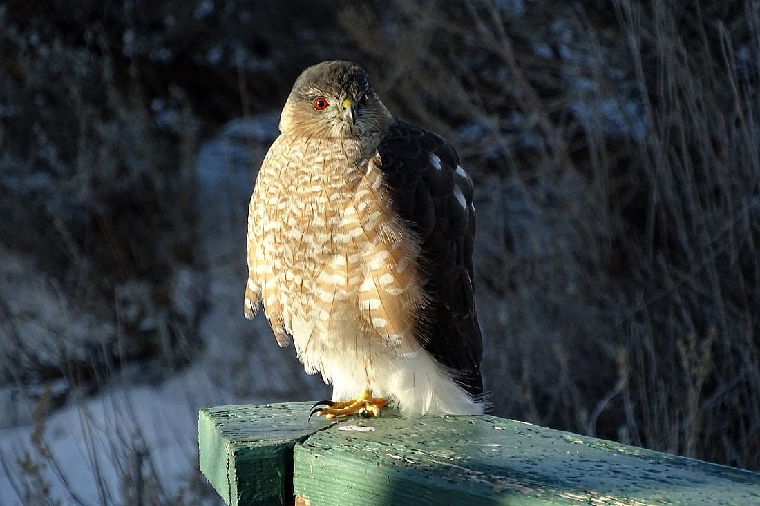 An adult sharp-shinned Hawk perched near our wild bird feeding area.