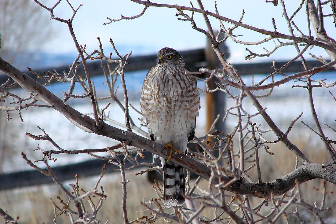 Coopers Hawk perched in a tree.