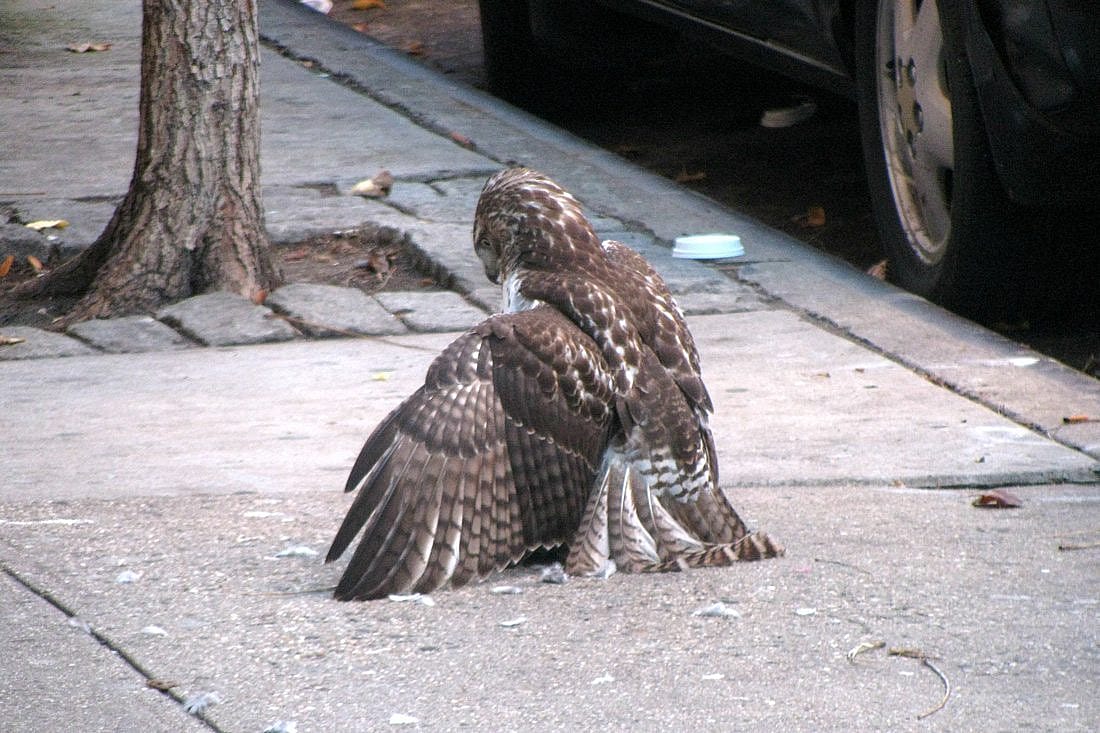 Immature Red-tailed Hawk, with a kill in front of an apartment building on East 11th Street, New York City.