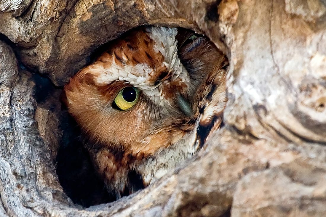 A red morph Eastern Screech Owl looking out from a tree roosting hole. 