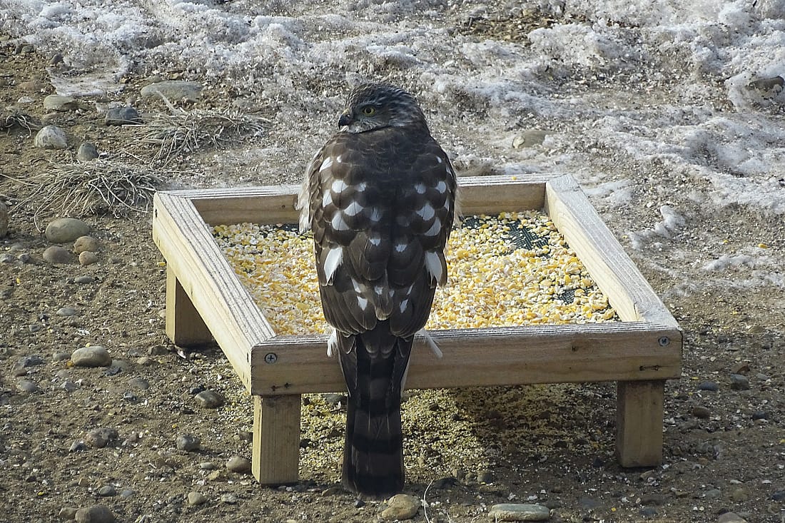 An Immaature Sharp-shinned Hawk Perched On a Ground Cracked Corn Feeder