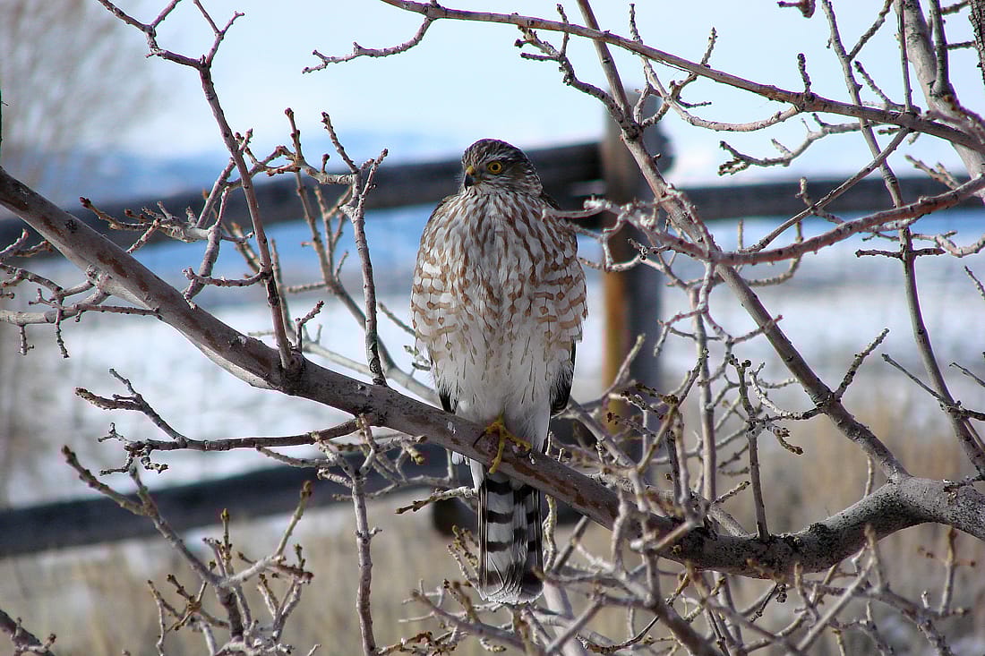 Cooper's Hawk Perched In a Tree
