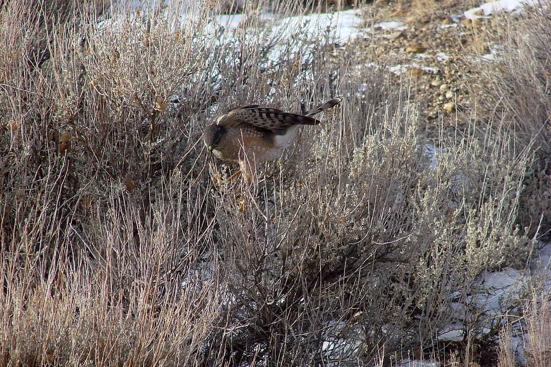 Sharp-shinned Hawk trying to flush sparrows from the sage brush.