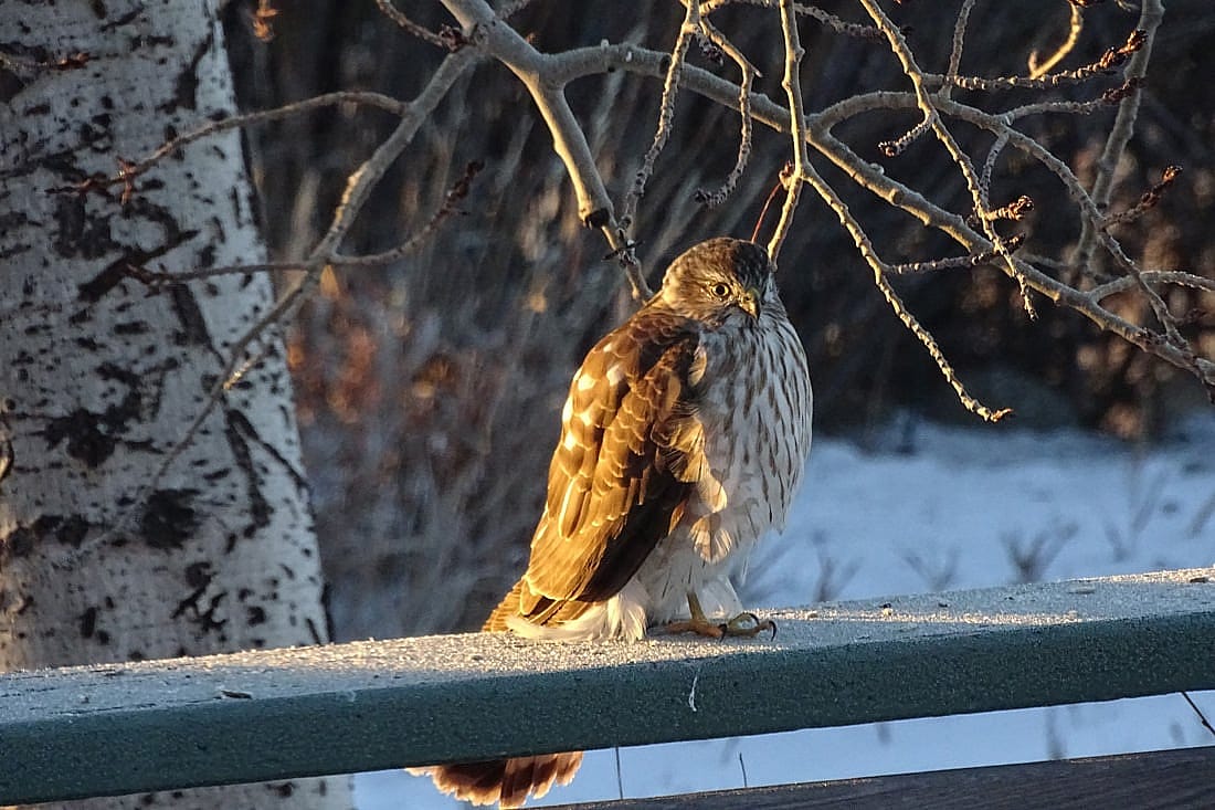 Immature Sharp-shinned Hawk perched on a deck railing.