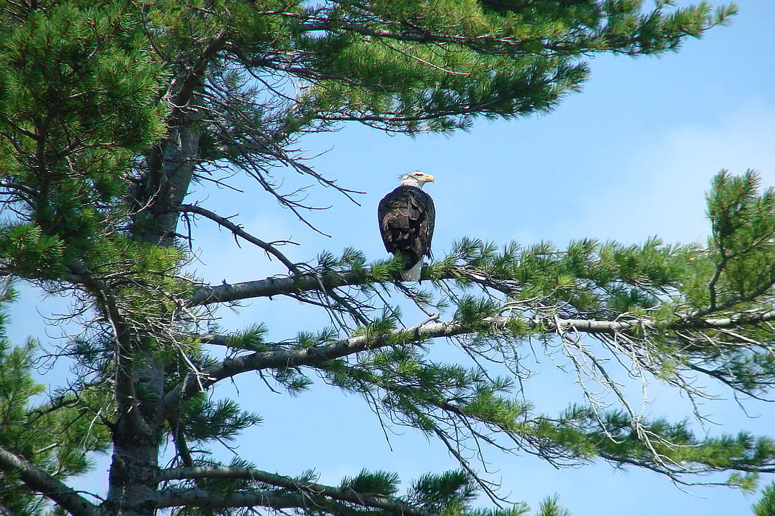 Bald Eagle In a White Pine Tree