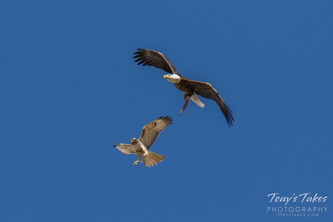 Red-tailed Hawk Eyeing a Fish Carried by a Bald Eagle.