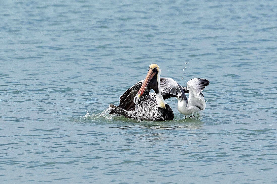Tern Trying to Steal a Catch from a Brown Pelkcan