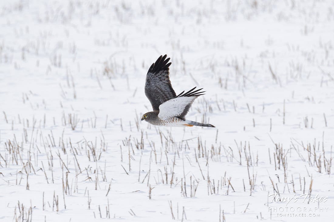 A photo of a male Northern Harrier illustrating why they may be called The  Gray Ghost.