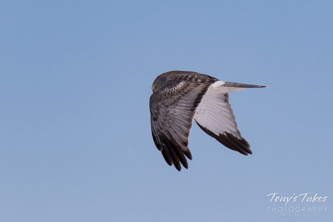 A Male Northern Harrier in Flight
